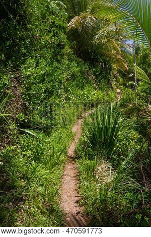 Trail In The Forest At Camboinha Beach, Itacare, Bahia, Brazil
