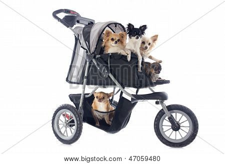 Chihuahuas In Pushchair