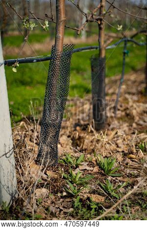 Young Apple Orchard Protection Against Rodents Hares Net
