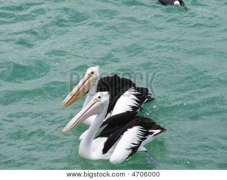 Pellicani a Moreton Island