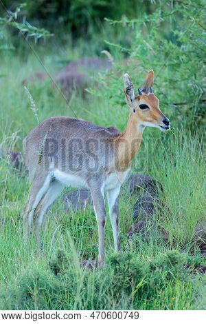 A Mountain Reedbuck (pelea Fulvorufula) In Natural Habitat, Mokala National Park, South Africa