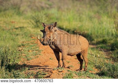 A Warthog (phacochoerus Africanus) In Natural Habitat, Mokala National Park, South Africa