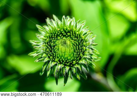 Fine Wild Growing Flower Aster False Sunflower On Background Meadow
