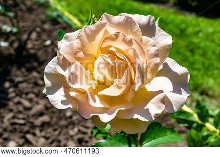 Photography On Theme Beautiful Wild Growing Flower Rose