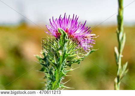 Beautiful Growing Flower Root Burdock Thistle On Background Meadow