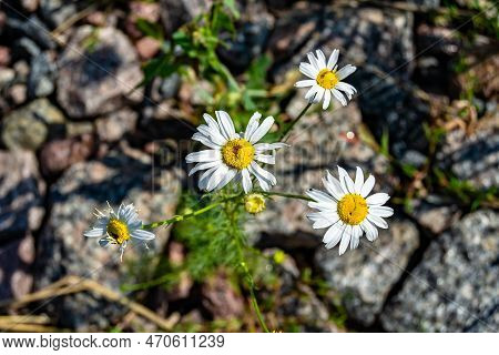 Beautiful Wild Growing Flower Mexican Daisy On Background Meadow