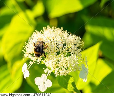 Beautiful Wild Flower Winged Bee On Background Foliage Meadow