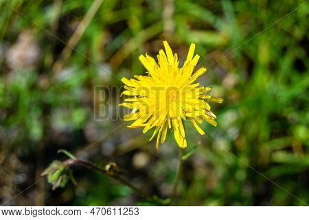 Beautiful Wild Growing Flower Yellow Dandelion On Background Meadow