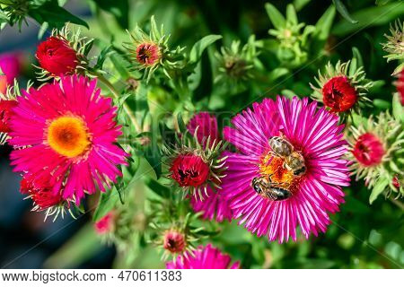 Beautiful Wild Flower Winged Bee On Background Foliage Meadow
