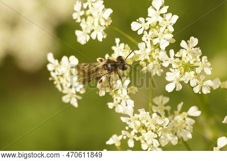Natural Closeup On A Female Broad-faced Mining Bee, Andrena Proxima On The White Flowers Of It's Hos