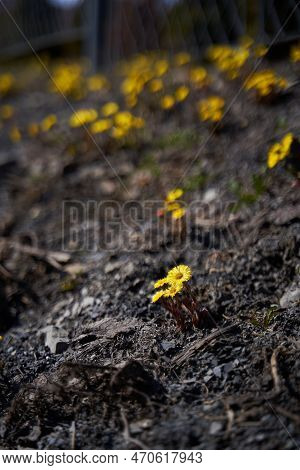 First Spring Yellow Dandelion Pop Up From The Ground.