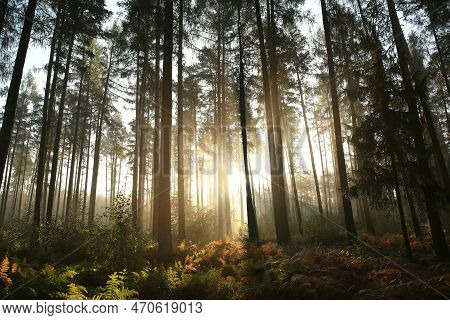 Autumn forest sun Nature woods landscape sunrise Nature landscape tree landscape Nature background Nature landscape Nature background Nature landscape Nature landscape Nature background landscape Nature background Nature background Nature landscape Nature
