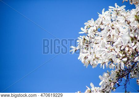 White Magnolia And Blue Sky In Spring. Floral Background. Flowering Trees. Nature. Copy Space. Yulan