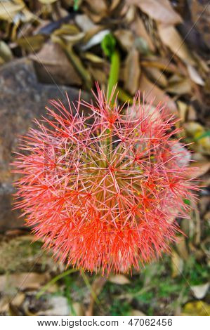 Haemanthus multiflorus