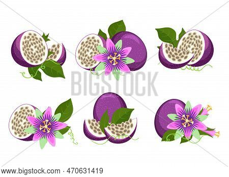Maracuja And Passiflora. Maracuya Isolated, Purple Passion Fruits And Passionflowers Isolated On Whi