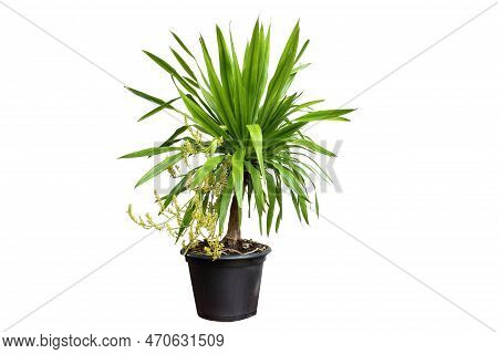 A Dracaena, Loureiri, And Gagnep Flower On A Pot Isolated On A White Background.