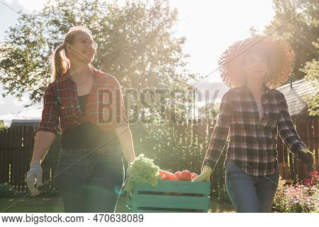 Two Women Farmer Working In Gardening. Gardener Carrying Crate With Freshly Harvested Vegetables In 