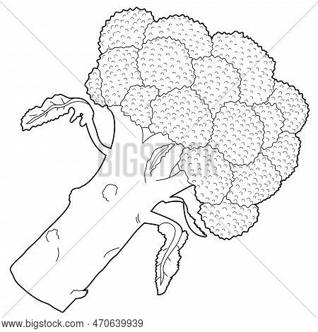 Black And White Representation Of Broccoli - Stem With Florets