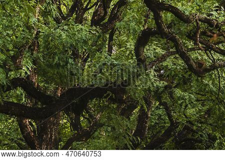 Big Trees At Elegant High Class Parque Belgrano Neighborhood, Buenos Aires, Argentina