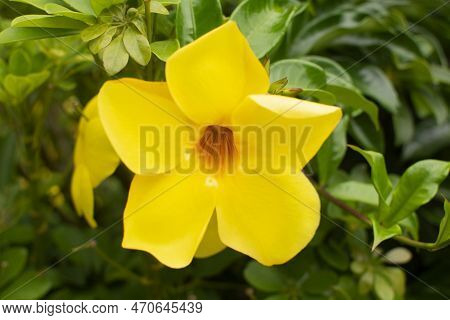 Alamanda Or Allamanda Allamanda Cathartica, The Alamanda Flower Or The Golden Trumpet Flower, Yellow