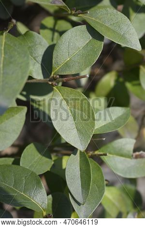 Oval-leaved Privet Branch With Leaves In The Spring