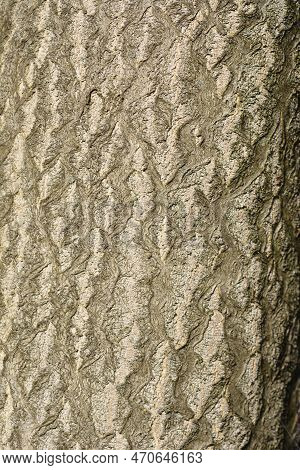 Tree Of Heaven Tree Brown Bark Detail