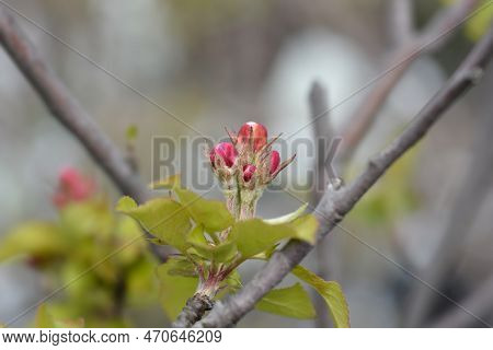 Idared Branch With Flower Buds In The Spring