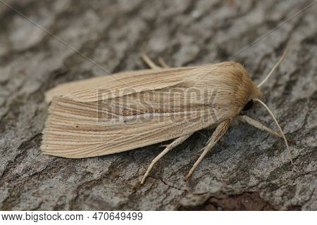 Detailed Closeup On The Pale Colored Smoky Winscot Moth, Mythimna Impura Sitting On A Piece Of Wood 