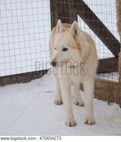 Adult Siberian Husky Red Color With Brown Eyes And Chocolate Nose Stands In Snow In Winter In Aviary