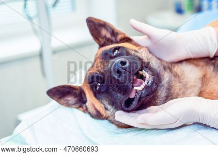 Hands Of Veterinarians In Protective Gloves Trying To Calm Down Dog On The Table In Veterinary Clini