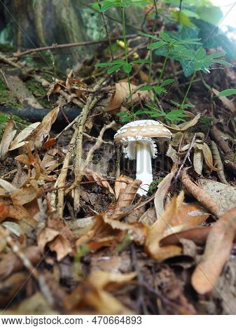 Parasol Mushroom Macrolepiota Procera Is A Species Of Mushrooms Of The Champignon Family. Fruit Bodi