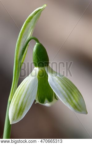 Close Up Of A Rosemary Burnham Greater Snowdrop (galanthus Elwesii) Flower In Bloom