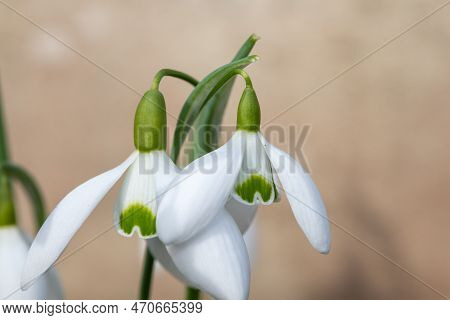 Galanthus Galatea Snowdrops