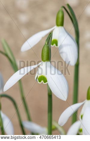 Close Up Of Galanthus Galatea Snowdrops In Bloom