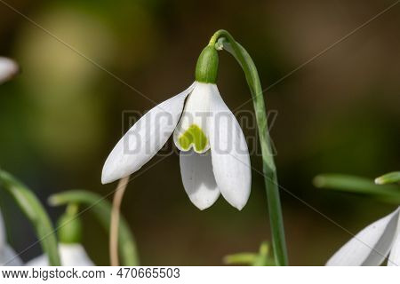 Close Up Of An Orion Greater Snowdrop (galanthus Elwesii) Flower In Bloom