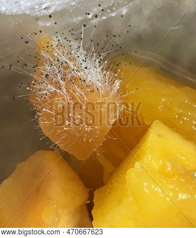 Aspergillus Fungus With Hyphae And Mycelium With Asexual Reproduction Growing On A Piece Of Decaying