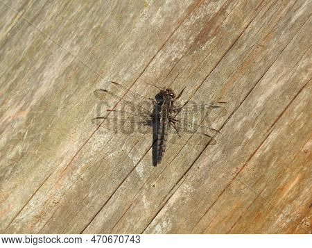 Female, Chalk-fronted Corporal Dragonfly, Perched On A Wood At A Wildlife Refuge On The Albemarle Pe
