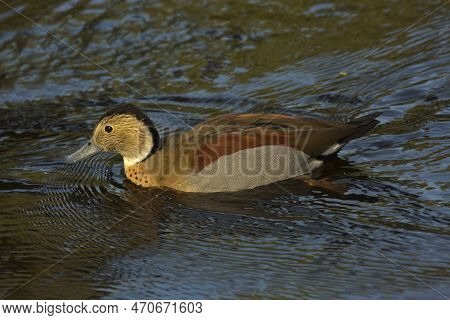 The Ringed Teal (callonetta Leucophrys) In Zoo.