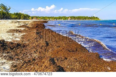 Beautiful Caribbean Beach Totally Filthy Dirty Nasty Seaweed Problem Mexico.