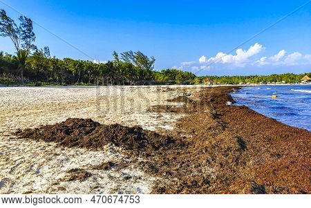 Beautiful Caribbean Beach Totally Filthy Dirty Nasty Seaweed Problem Mexico.