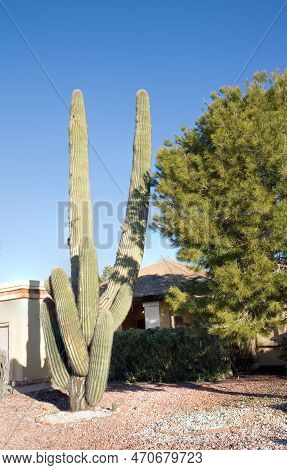 Desert Living Style With A Signature State Cactus Of Saguaro And Desert Tolerant Pine Tree With Xeri