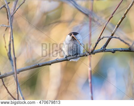 Cute Bird The Willow Tit, Song Bird Sitting On A Branch Without Leaves In The Winter.