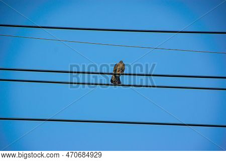 White-bellied Redstart, White Belly Redstart (hodgsonius Phaenicuroides) Beautiful Blue Bird Isolate