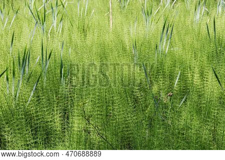 Dense Thicket Of The Equisetum, Also Known As Horsetail Growing On The Swamp, View In Spring Sunny D