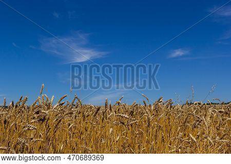 Backdrop Of Ripening Ears Of Yellow Wheat Field On The Sunset Cloudy Orange Sky Background. Copy Spa