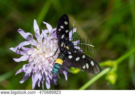 Close Up Of A Nine Spotted Moth Amata Phegea With Spread Wings.