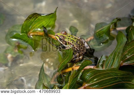 A Green Frog, Lithobates Clamitans, Rests In The Water Near The Riverbank In Summer.