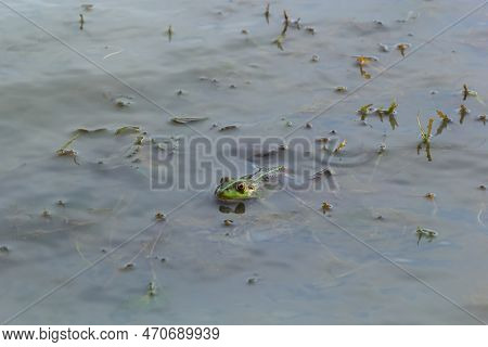 A Green Frog, Lithobates Clamitans, Rests On A Cameo Near A Pond.