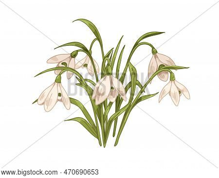 Snowdrops, First Spring Flowers. Galanthus Nivalis, Retro Botanical Drawing. Blossomed Floral Plant,