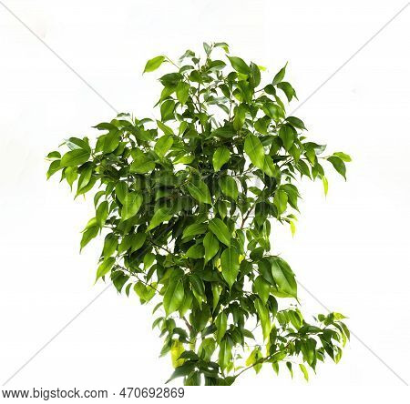 Ficus Benjamin, Variegated Ficus Benjamina, Photo Of Plant Isolated On White Background